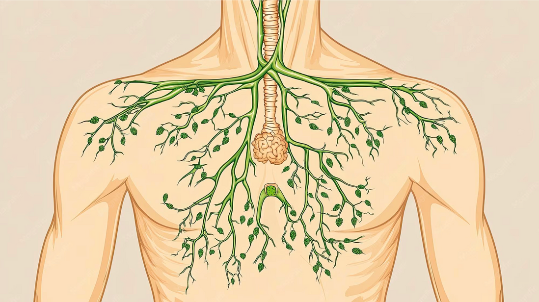 What Is the Lymphatic System and How Does It Work?