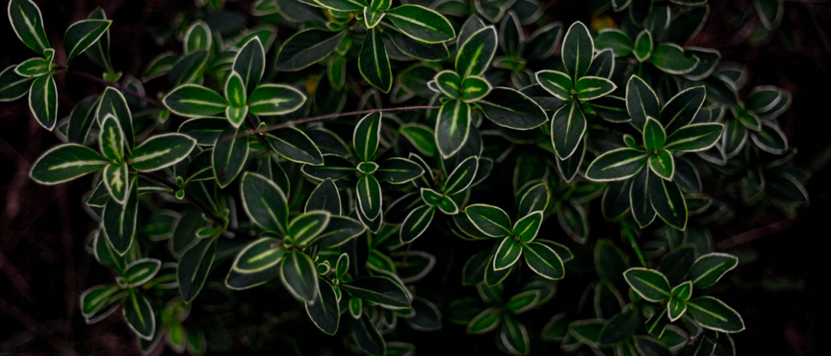 Cleavers Tincture: The Traditional Lymphatic Herb